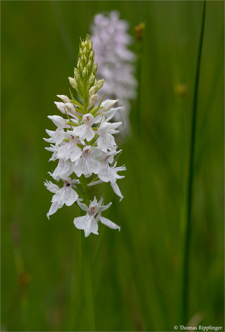 Fuchs’ Knabenkraut (Dactylorhiza fuchsii) ..........