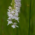 Fuchs’ Knabenkraut (Dactylorhiza fuchsii) ..........