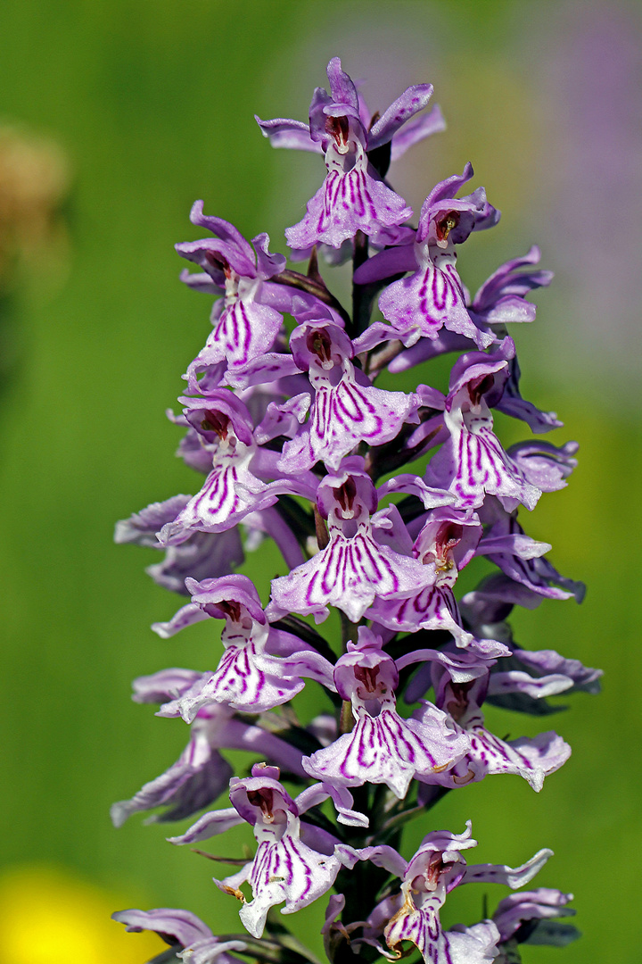 Fuchs’ Knabenkraut (Dactylorhiza fuchsii), Detail