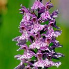 Fuchs’ Knabenkraut (Dactylorhiza fuchsii), Detail