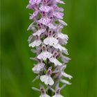 Fuchs’ Knabenkraut (Dactylorhiza fuchsii).. ..