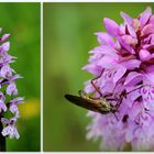 Fuchs’ Knabenkraut (Dactylorhiza fuchsii) - mit Raubfliege