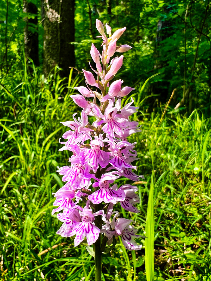 Fuchs’ Knabenkraut (einheimische Orchidee)