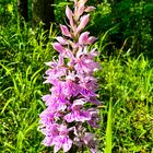 Fuchs’ Knabenkraut (einheimische Orchidee)