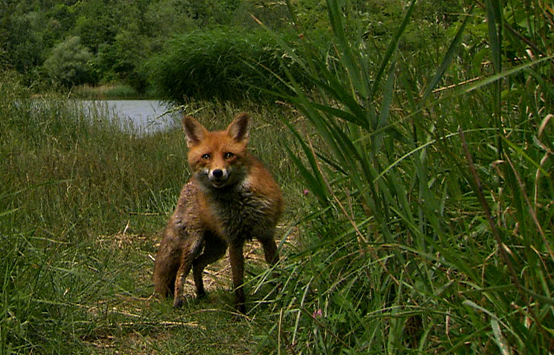 Fuchs kurz vor der Flucht