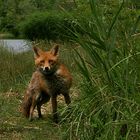 Fuchs kurz vor der Flucht