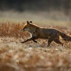 Fuchs läuft über Wiese