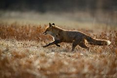 Fuchs läuft über Wiese