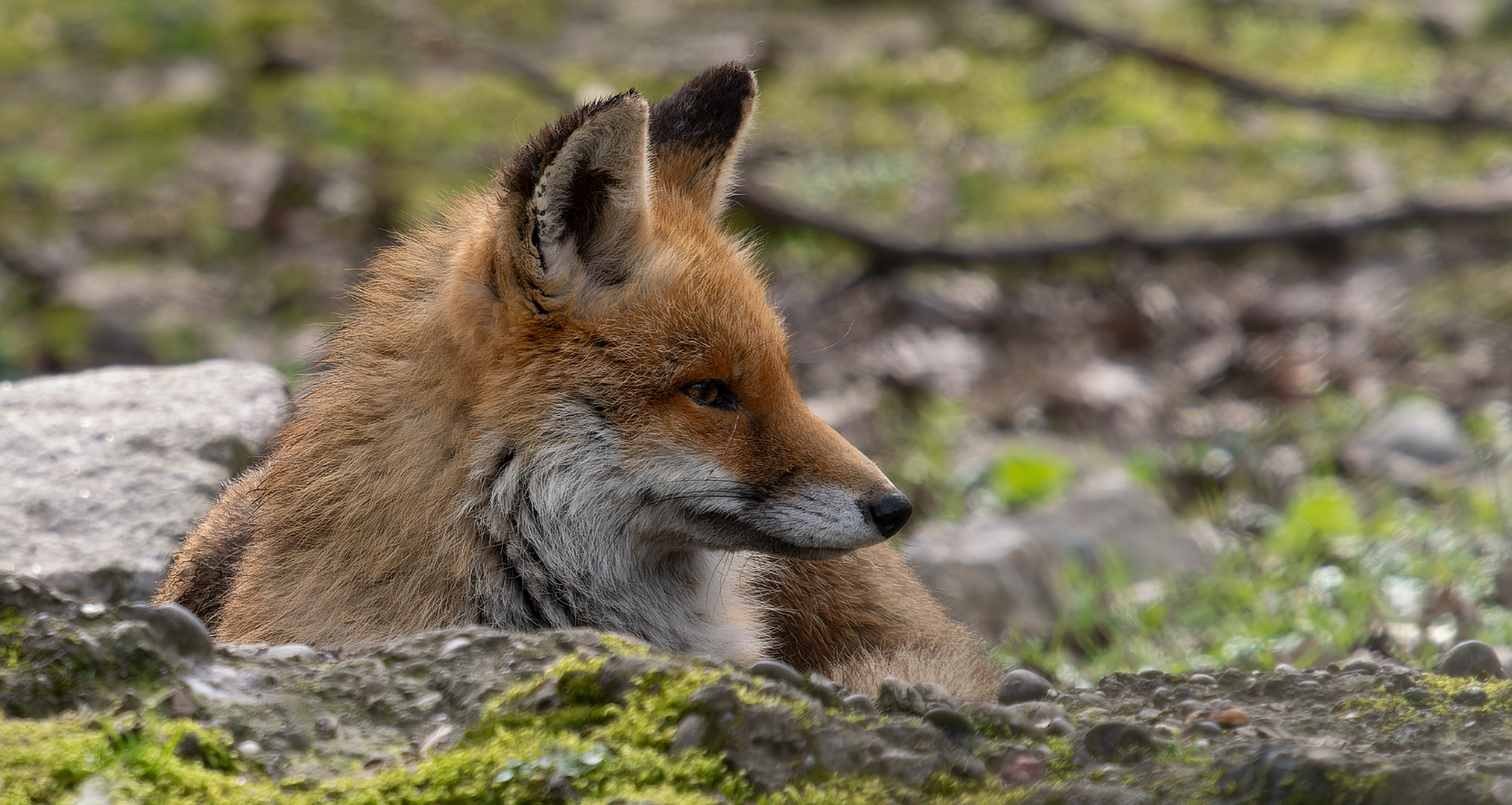 Fuchs LangeErlen