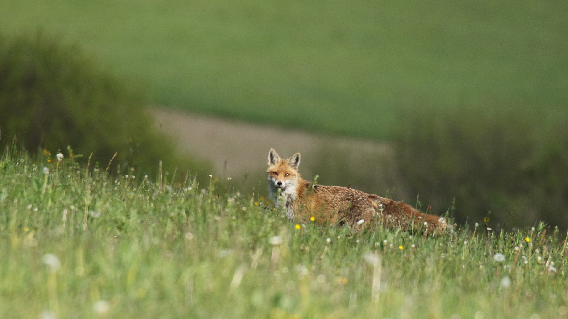 Fuchs - letzter Moment vor der Flucht