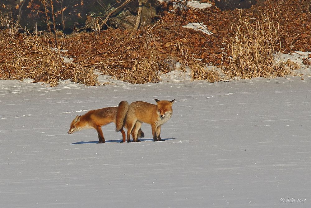 Fuchs-Liebe