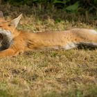 Fuchs mal ganz entspannt