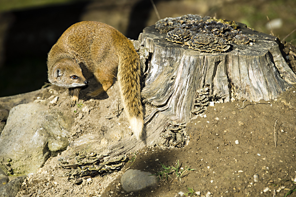 Fuchs-Manguste im Walter Zoo, Gossau SG