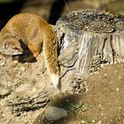 Fuchs-Manguste im Walter Zoo, Gossau SG