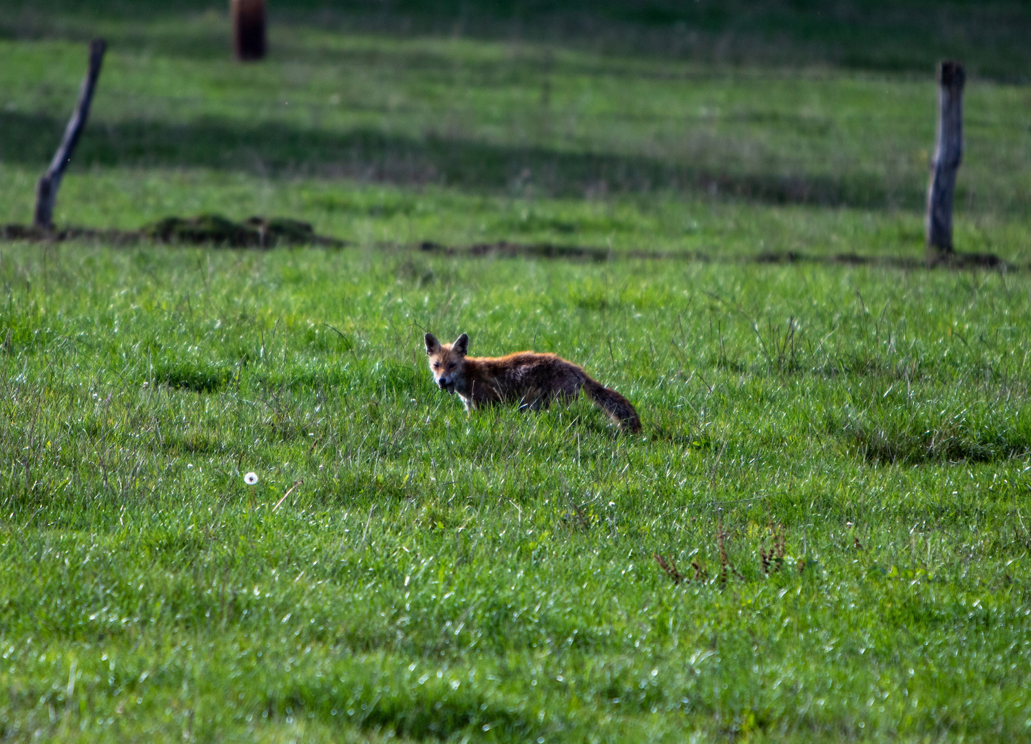 Fuchs mit Beute