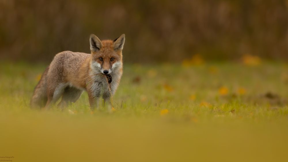 Fuchs mit Beute (1 von 1) Foto & Bild natur, tiere, wildlife Bilder auf