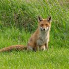 Fuchs mit Beute 