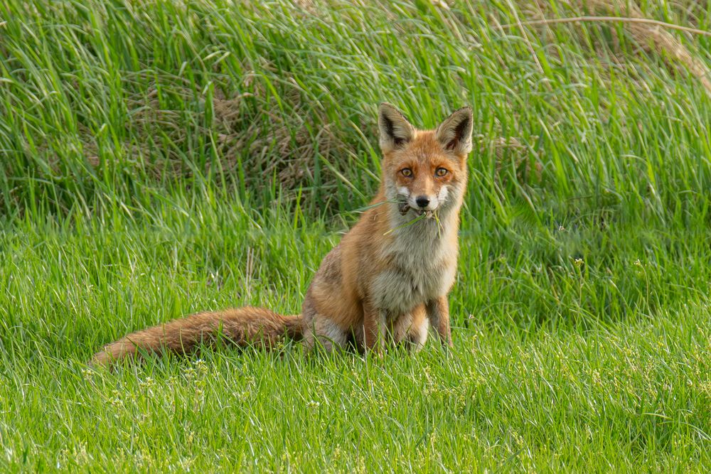 Fuchs mit Beute 