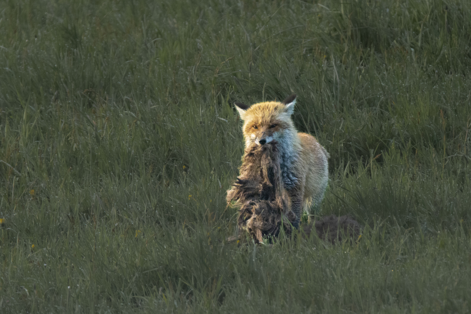 Fuchs mit Beute-2903