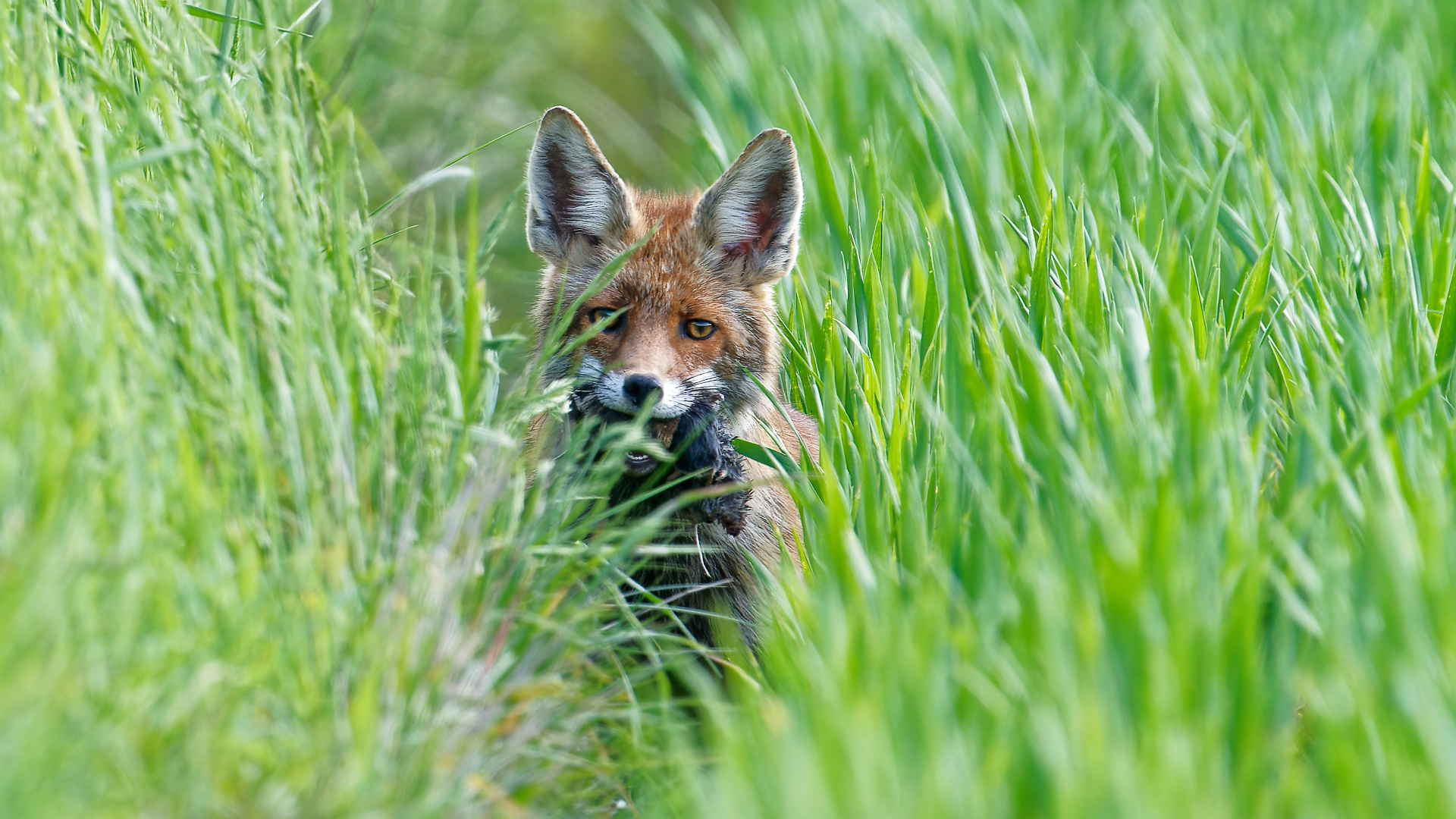 Fuchs mit Beute