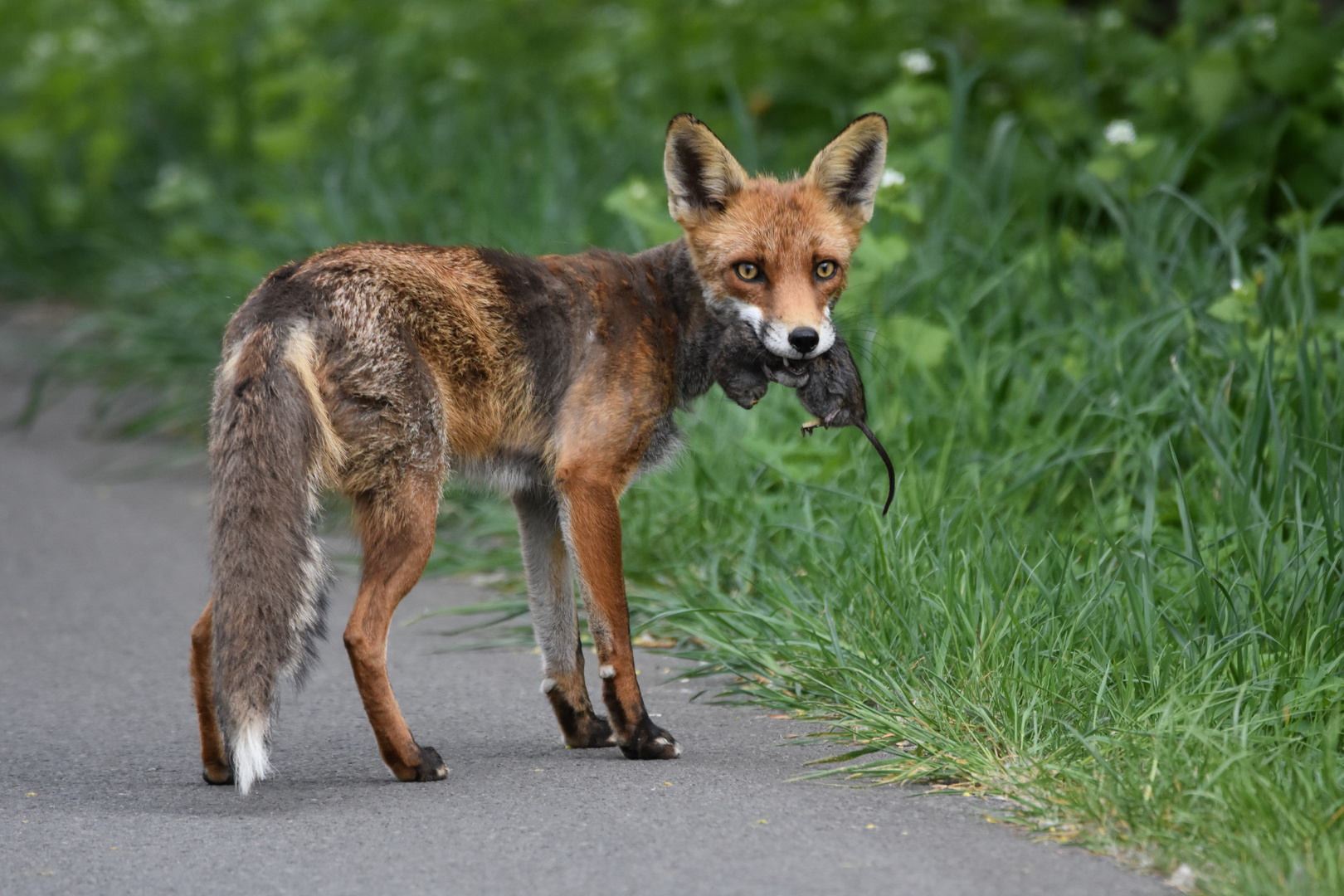 Fuchs mit Beute 