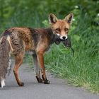 Fuchs mit Beute 