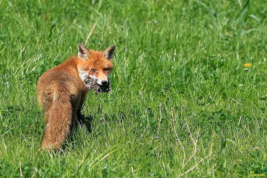 Fuchs mit Beute