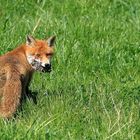 Fuchs mit Beute