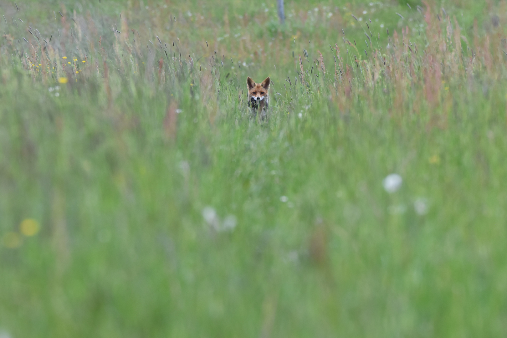 Fuchs mit Beute