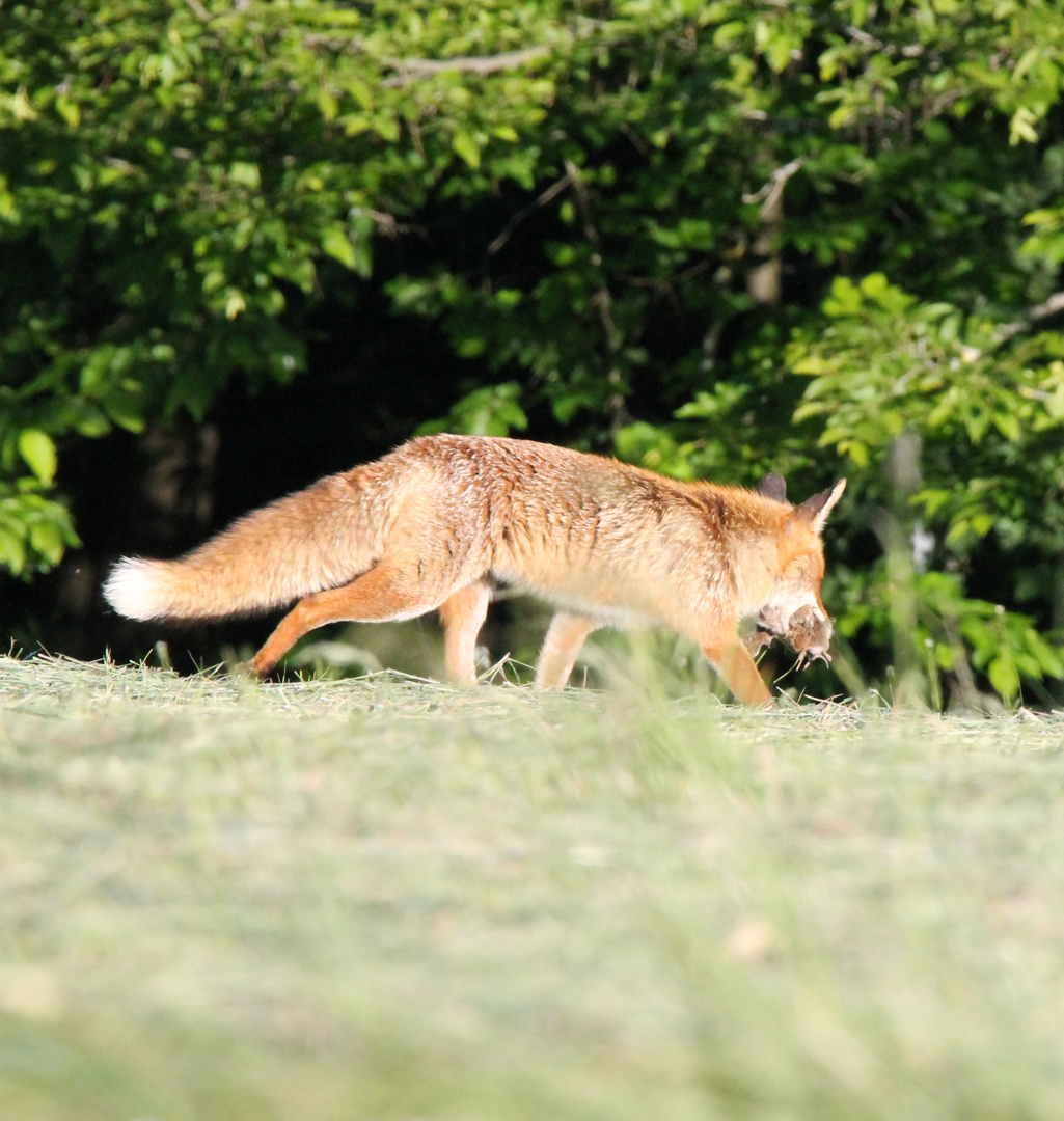 Fuchs mit Beute