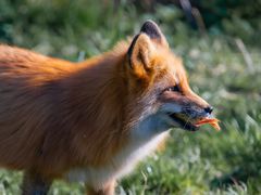 Fuchs mit Beute