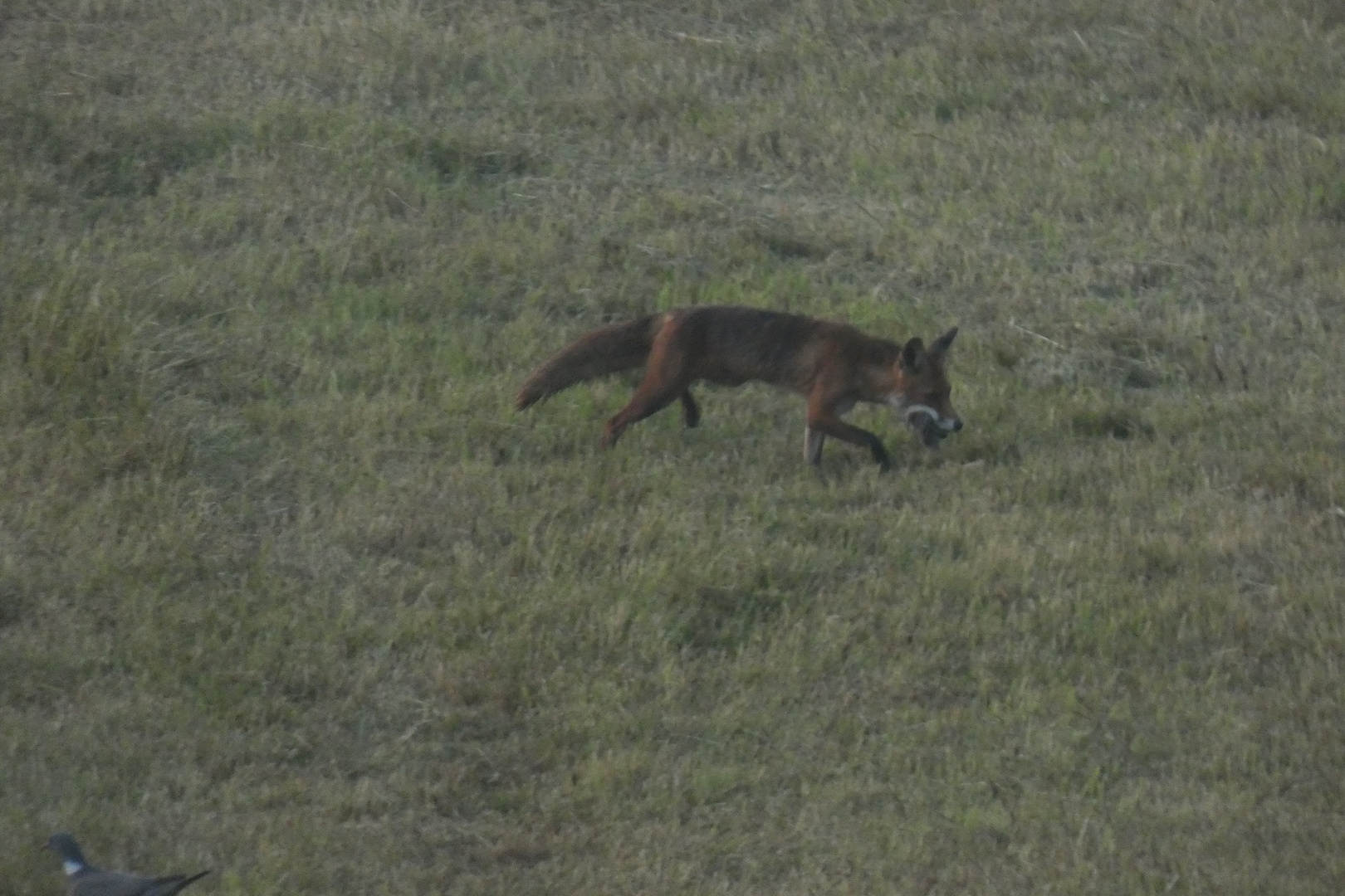 Fuchs mit Beute am Lippeauen Pfad in Hamm