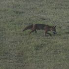 Fuchs mit Beute am Lippeauen Pfad in Hamm