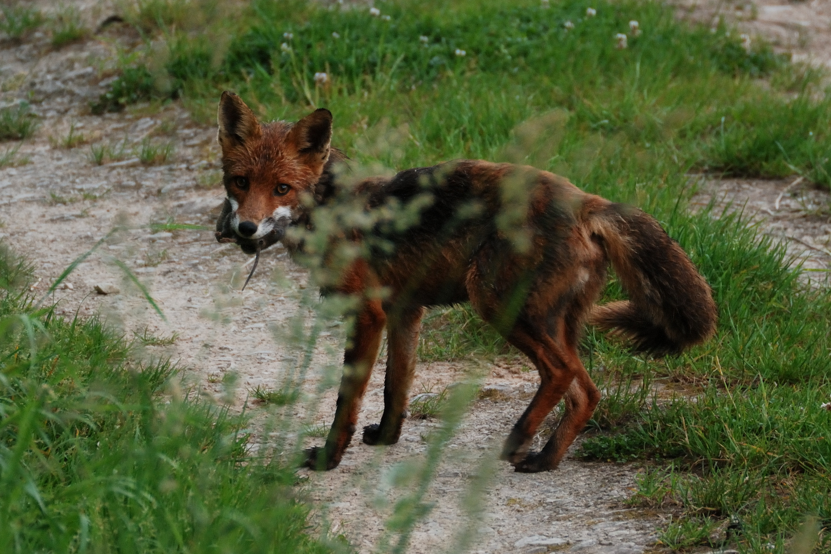 Fuchs mit Beute