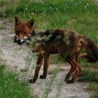 Fuchs mit Beute