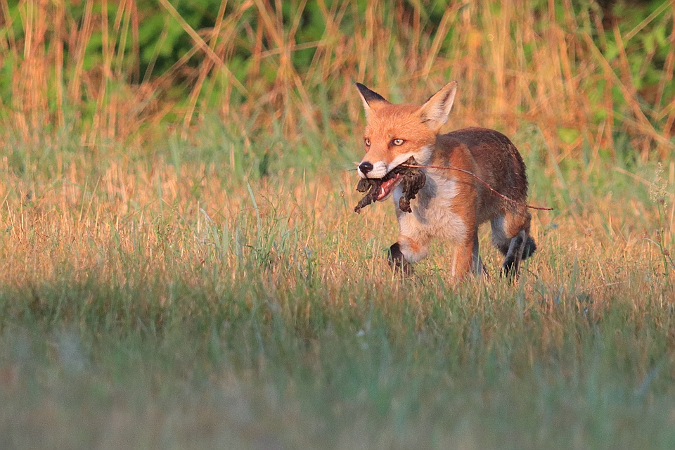 Fuchs mit Beute für den Nachwuchs