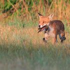 Fuchs mit Beute für den Nachwuchs