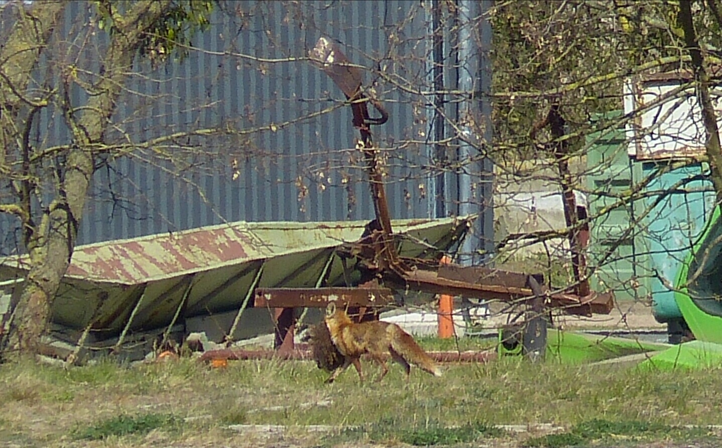 Fuchs mit Beute - kleines Lamm