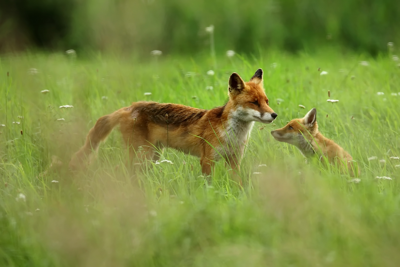 Fuchs mit Jungfuchs