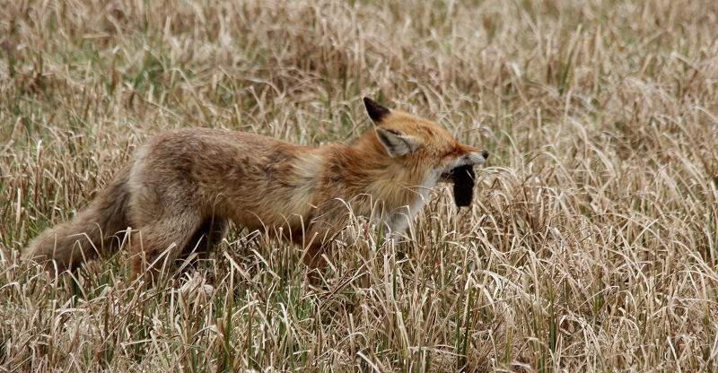 Fuchs mit Maulwurf