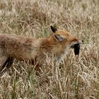 Fuchs mit Maulwurf