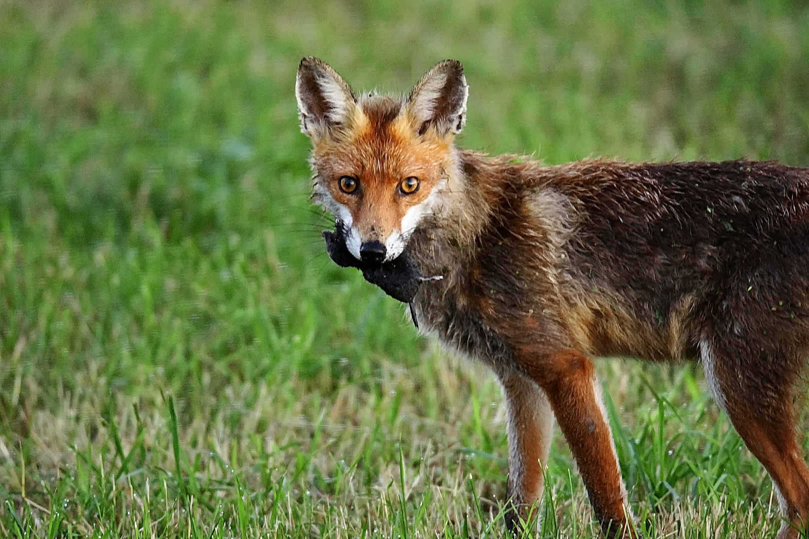 Fuchs mit Maulwurf