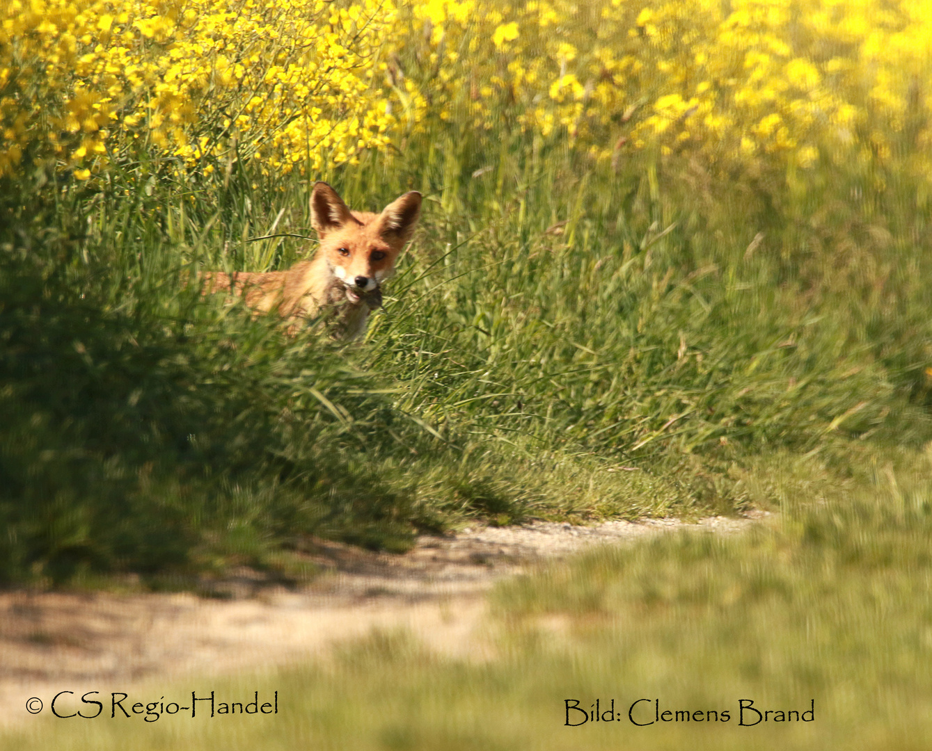 Fuchs mit Maus 