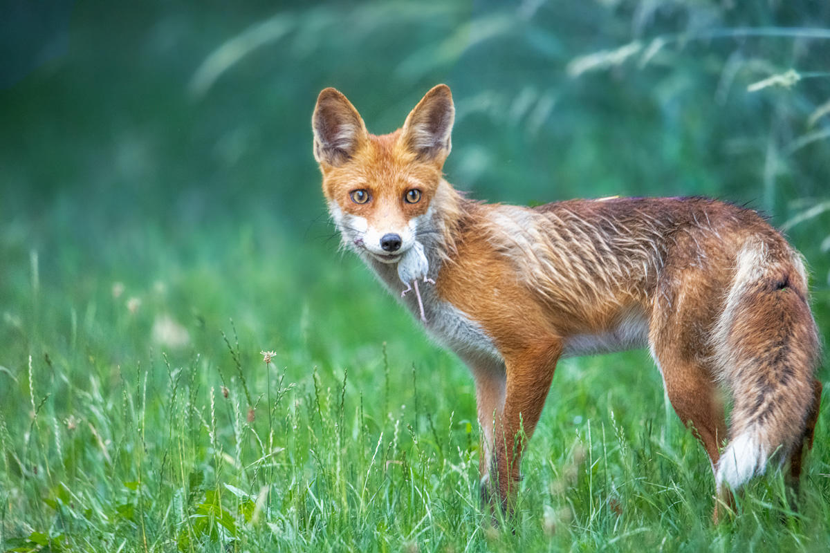 Fuchs mit Maus