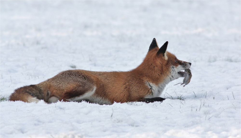 Fuchs mit Maus