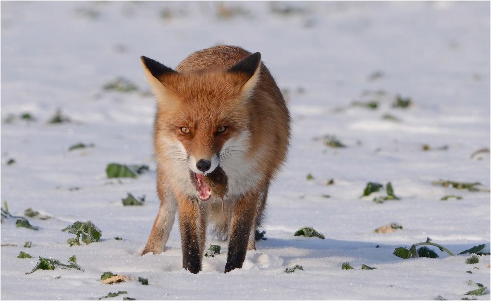 Fuchs mit Maus