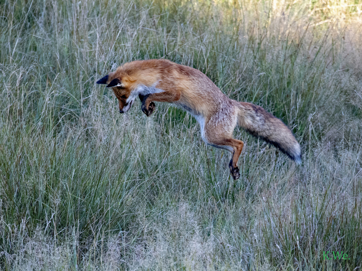 Fuchs mit Maussprung