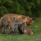 Fuchs mit Nachwuchs