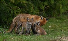 Fuchs mit Nachwuchs