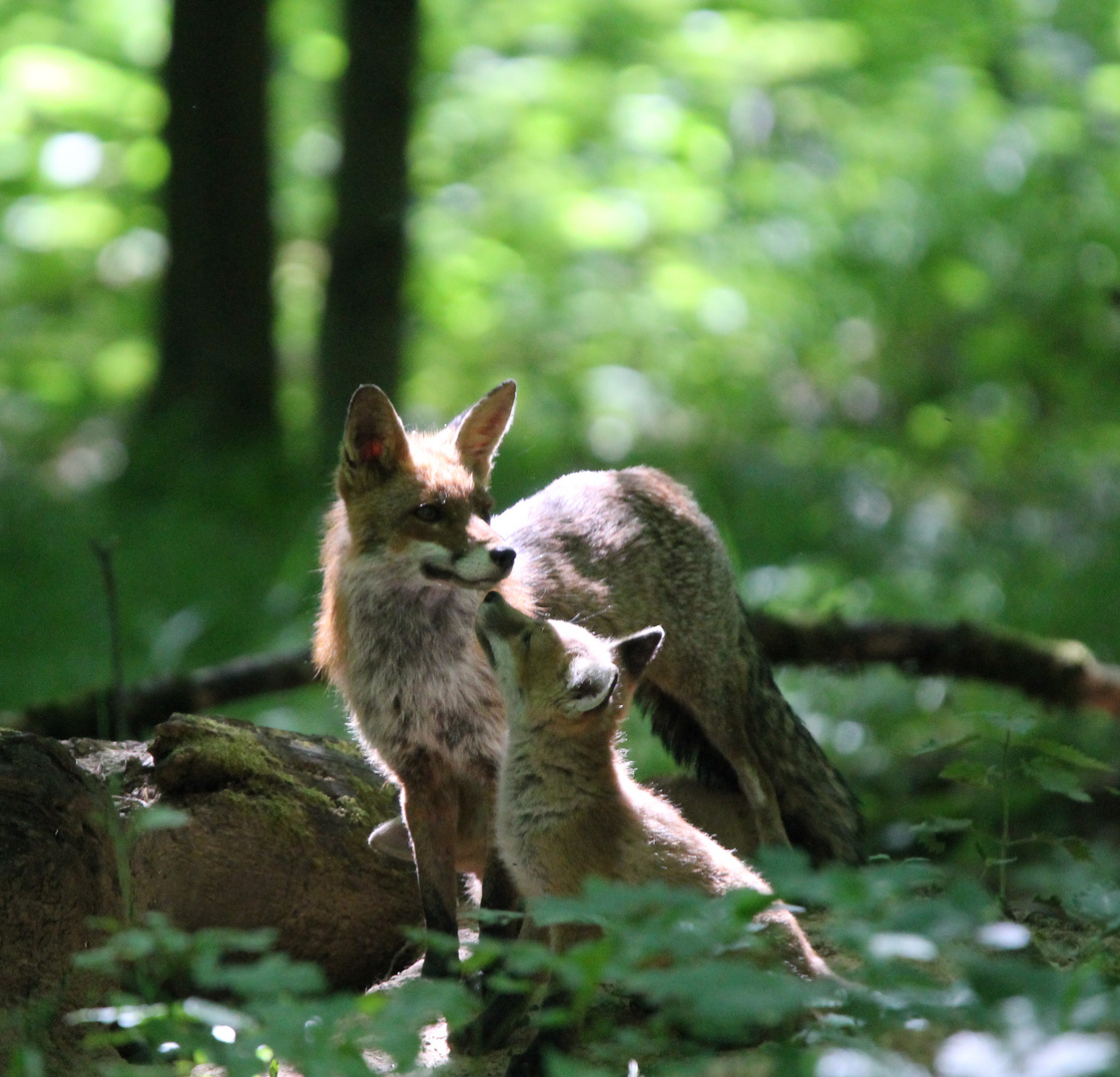 Fuchs mit Nachwuchs